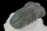 Bargain, Reedops Trilobite - Atchana, Morocco #92333-3